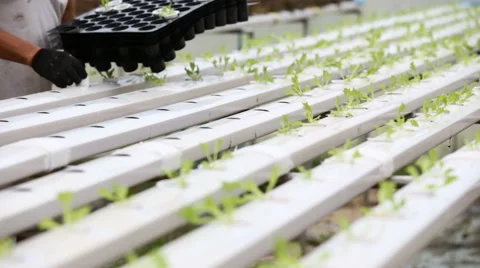 Thai farmer working in hydroponic farm from Hyroponic fastival Stock-Footage 64778774