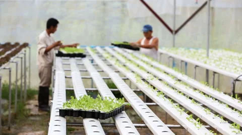 Thai farmer working in hydroponic farm from Hyroponic fastival Stock-Footage 64778865