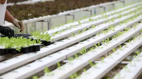 Thai farmer working in hydroponic farm from Hyroponic fastival Vídeos de archivo 64778897