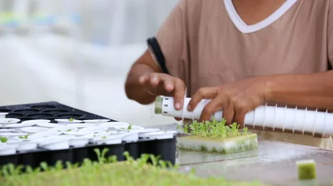 Thai farmer working in hydroponic farm from Hyroponic fastival Vídeos de archivo 64778915