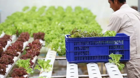 Thai farmer working in hydroponic farm from Hyroponic fastival Stock-Footage 64778941