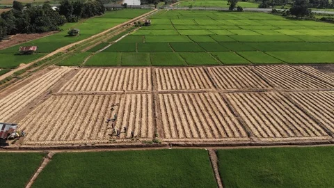 Thai farmer working at small plant Video stock 117266005