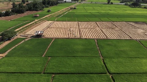 Thai farmer working at small plant or crop plantation Stock Footage 117266057