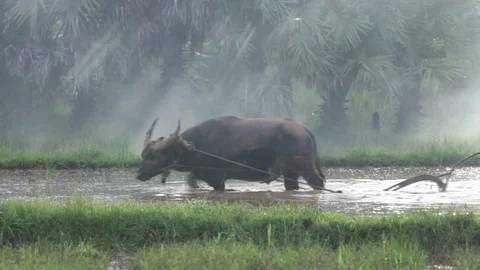 Thai farmers working Stock Footage 77895490
