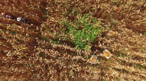 Thai farming Collect the yield of corn. Stock Footage 56248762