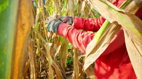 Thai farming Collect the yield of corn. Stock Footage 57223130