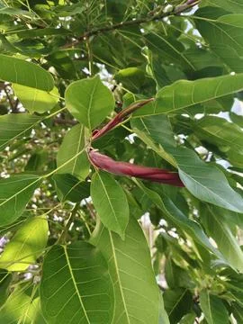 Thai fig budding red brown new leaves. Stock Photos