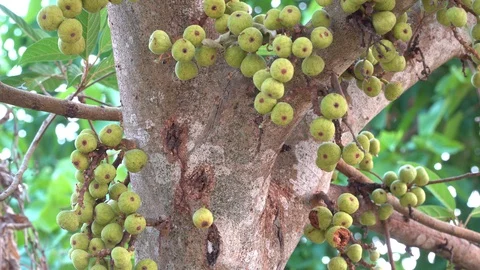 Thai figs on tree nature, Thai herbs for health, Figs have many benefits to the Stock Footage 128214970
