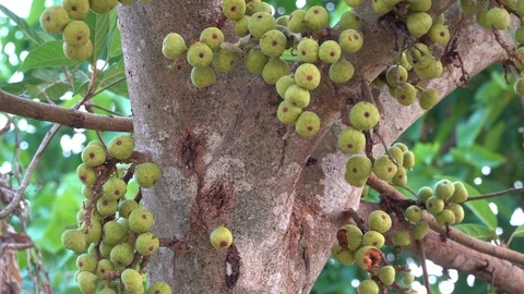 Thai figs on tree nature, Thai herbs for health, Figs have many benefits to the Stock Footage 128214971