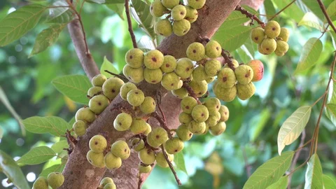 Thai figs on tree nature, Thai herbs for health, Figs have many benefits to the Stock Footage 128214984
