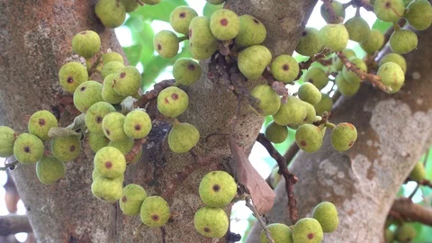 Thai figs on tree nature, Thai herbs for health, Figs have many benefits to the Stock Footage 128214990