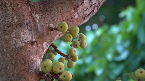 Thai figs on tree nature, Thai herbs for health, Figs have many benefits to the Stock Footage 128215015