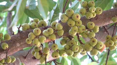 Thai figs on tree nature, Thai herbs for health, Figs have many benefits to the Stock Footage 128215030