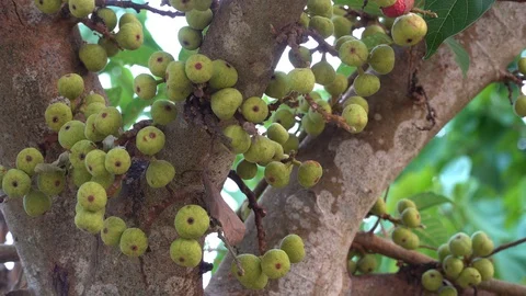 Thai figs on tree nature, Thai herbs for health, Figs have many benefits to the Stock Footage 128215033