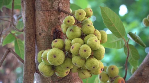 Thai figs on tree nature, Thai herbs for health, Figs have many benefits to the Stock Footage 128215053