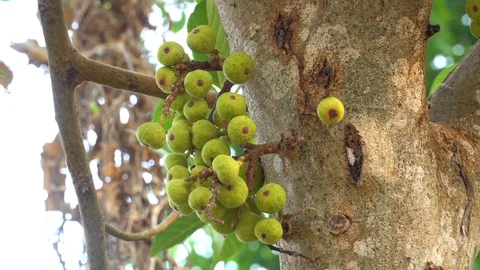 Thai figs on tree nature, Thai herbs for health, Figs have many benefits to the Stock Footage 128215059