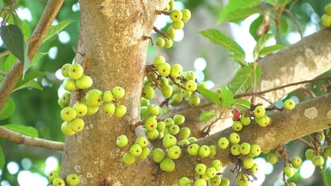 Thai figs on tree nature, Thai herbs for health, Figs have many benefits to the Stock Footage 128215098