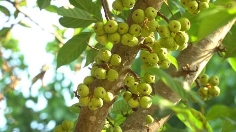 Thai figs on tree nature, Thai herbs for health, Figs have many benefits to the Stock Footage 128215099