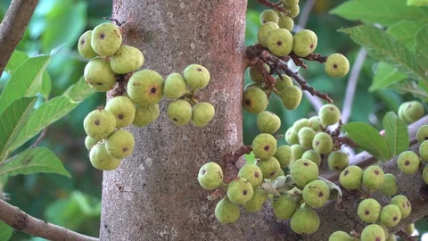 Thai figs on tree nature, Thai herbs for health, Figs have many benefits to the Stock Footage 128215102