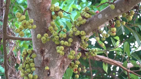 Thai figs on tree nature, Thai herbs for health, Figs have many benefits to the Stock Footage 128215103
