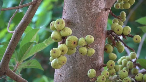 Thai figs on tree nature, Thai herbs for health, Figs have many benefits to the Stock Footage 128215112
