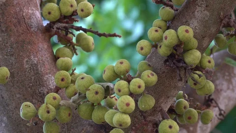 Thai figs on tree nature, Thai herbs for health, Figs have many benefits to the Stock Footage 128215115