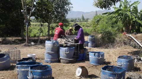 Thai Fisherman Sorting Live River Fish Stock Footage 68379088