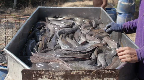 Thai Fisherman Sorting River Fish Stock Footage 68101455