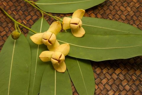Thai flower Stock Photos