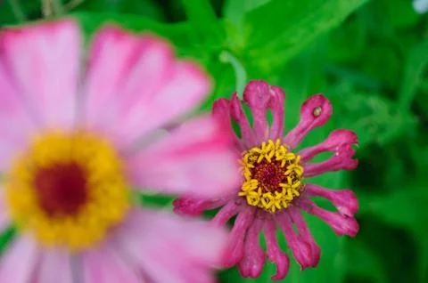 Thai flower Stock Photos