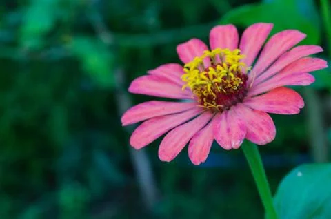 Thai flower Stock Photos