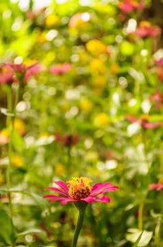 Thai flower Stock Photos