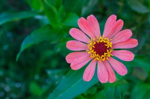 Thai flower Stock Photos