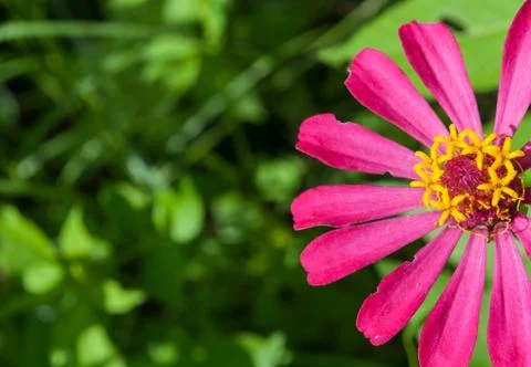 Thai flower Stock Photos