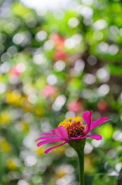 Thai flower Stock Photos