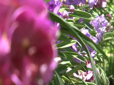 Thai flowers focus change Stock Footage 139242504