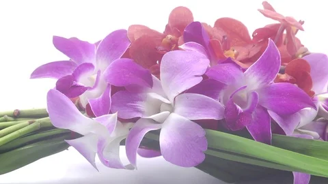 Thai flowers rotating on white background Stock Footage 124903872
