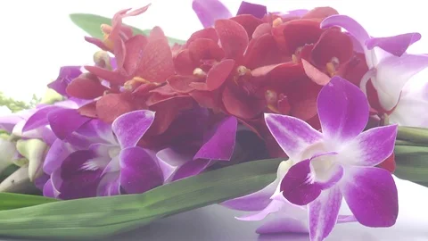 Thai flowers rotating on white background Stock Footage 124903875