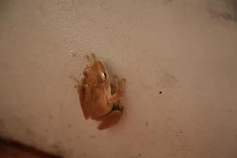 Thai frog 2 Stock Photos