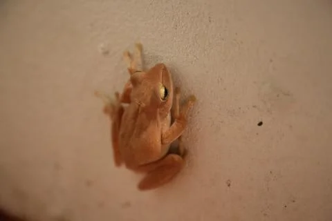 Thai Frog Stock Photos