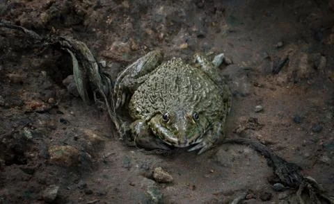 Thai frog in a pond. Stock Photos