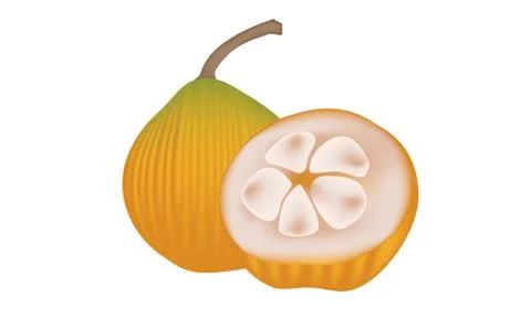 Thai fruit Sentul fruit isolated on white background vector and illustration Stock Illustration