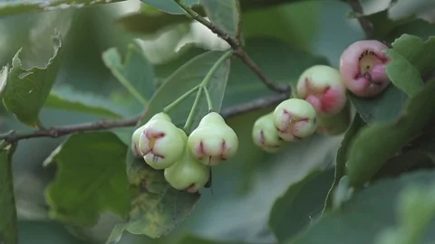 Thai Fruit tree. pears hang on the tree. ripe fruit. orchard in Bangkok. Vídeos de archivo 91185063