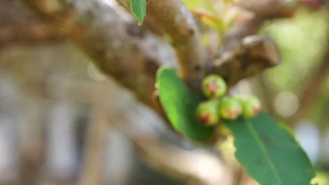 Thai Fruit tree. pears hang on the tree. ripe fruit. orchard in Bangkok. Stock Footage 91185105