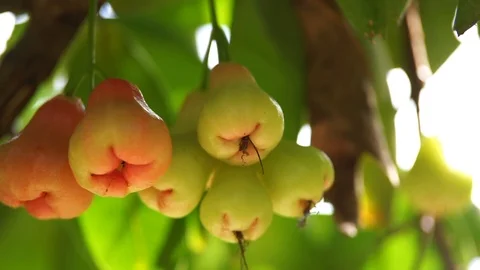 Thai Fruit tree. pears hang on the tree. ripe fruit. orchard in Bangkok. Stock Footage 91185156