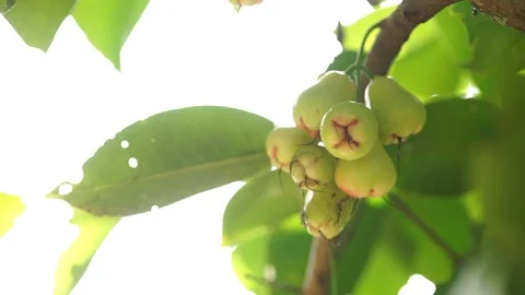 Thai Fruit tree. pears hang on the tree. ripe fruit. orchard in Bangkok. Stock Footage 91185181