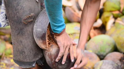 Thai gardeners peeling coconuts use sharp knife, Thai traditional work. Stock Footage 51454842