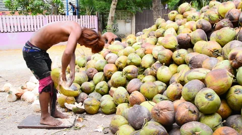 Thai gardeners peeling coconuts use sharp knife, Thai traditional work. Stock Footage 51454979
