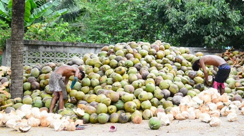 Thai gardeners peeling coconuts use sharp knife Stock-Footage 51456427