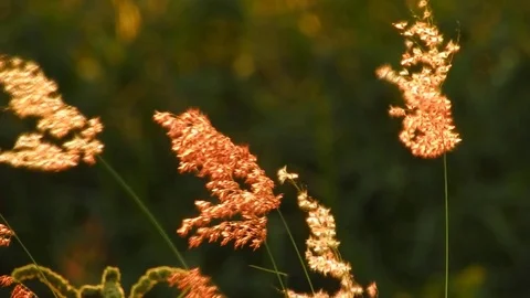 Thai grass flower Movements in the wind at sunset time Stock Footage 80377462
